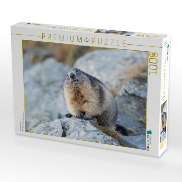 Alpenmurmeltier - CALVENDO Foto-Puzzle'