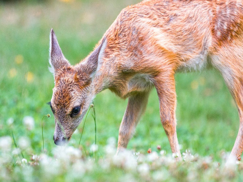 Am Waldboden - CALVENDO Foto-Puzzle'