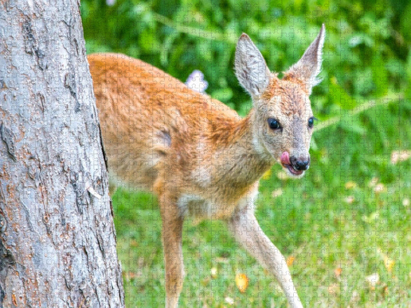 Ein Motiv aus dem Kalender Rehe - Sanfte Waldbewohner - CALVENDO Foto-Puzzle'