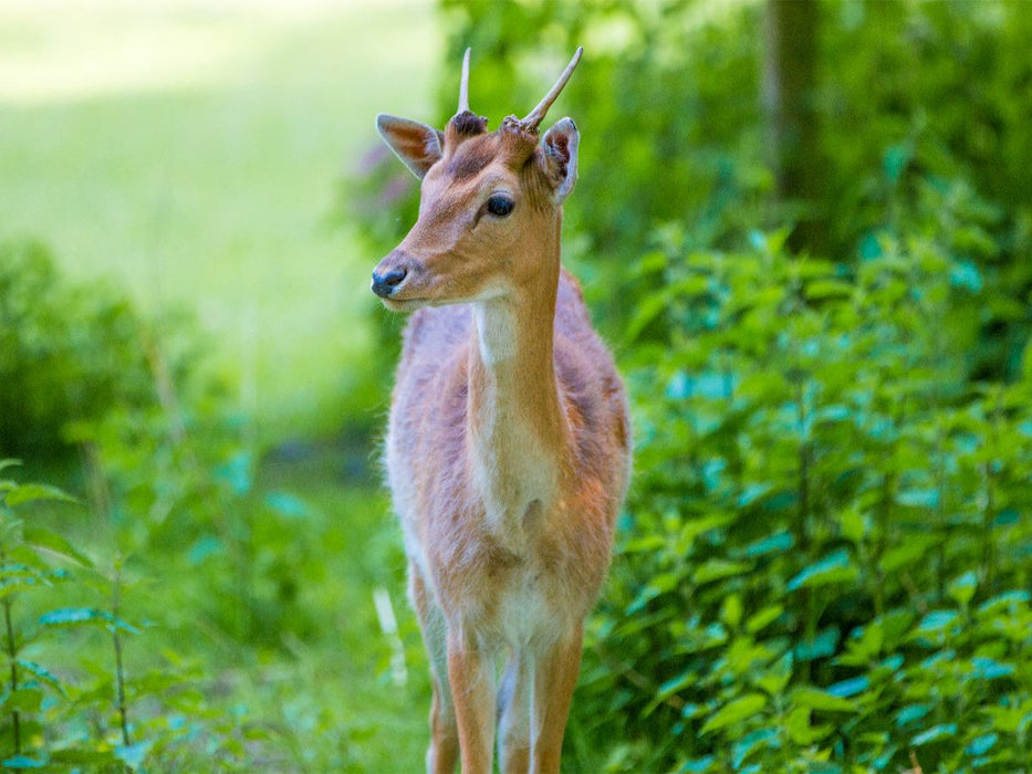 Im grünen Licht - CALVENDO Foto-Puzzle'