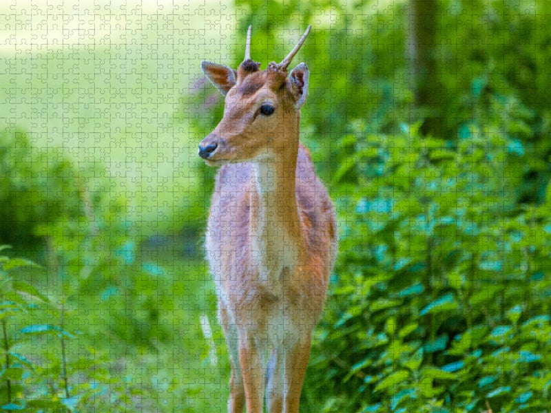 Im grünen Licht - CALVENDO Foto-Puzzle'