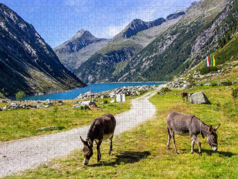 Eseln auf der Hohenaualm im Klein Tibet im Zillergrund - CALVENDO Foto-Puzzle'