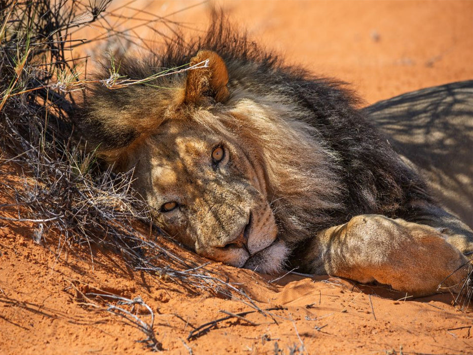 Mächtiger Löwenmann ruht im roten Sand der Kalahari - CALVENDO Foto-Puzzle'