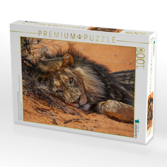 Mächtiger Löwenmann ruht im roten Sand der Kalahari - CALVENDO Foto-Puzzle'