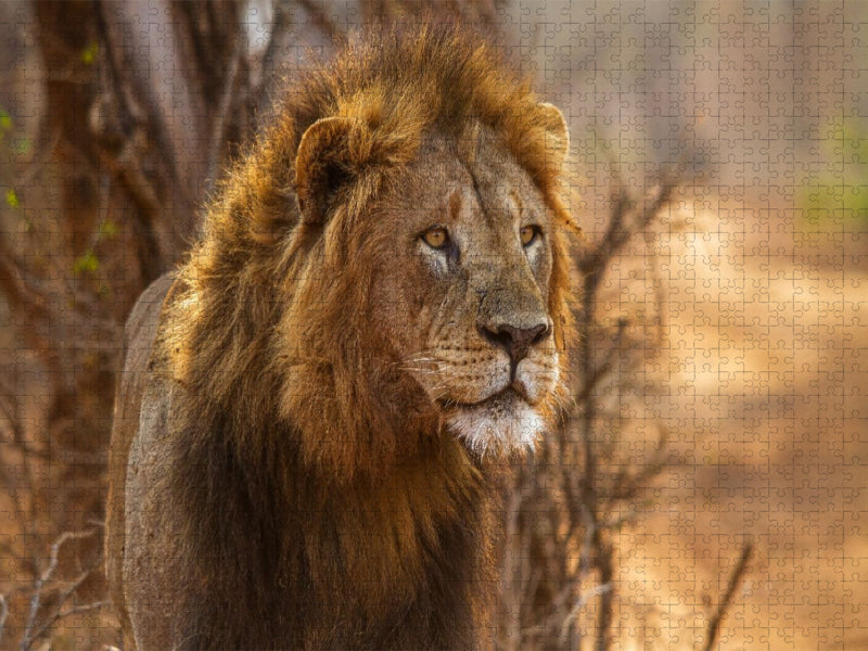 Portrait eines bildschönen Löwenmannes - CALVENDO Foto-Puzzle'
