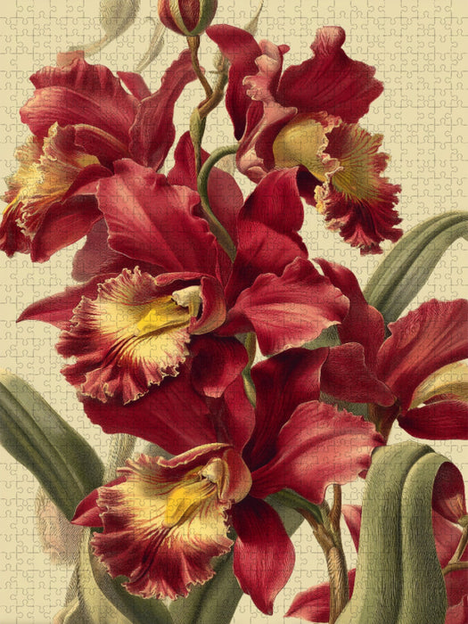 Exotische Orchideen sind edel, selten und faszinierend - CALVENDO Foto-Puzzle'