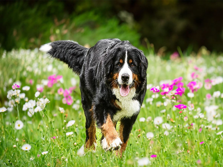Blütenzauber - CALVENDO Foto-Puzzle'