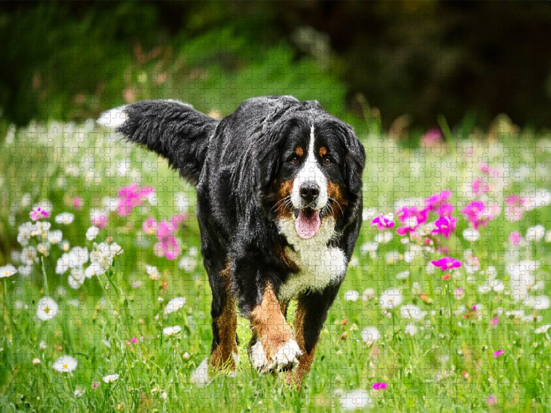 Blütenzauber - CALVENDO Foto-Puzzle'