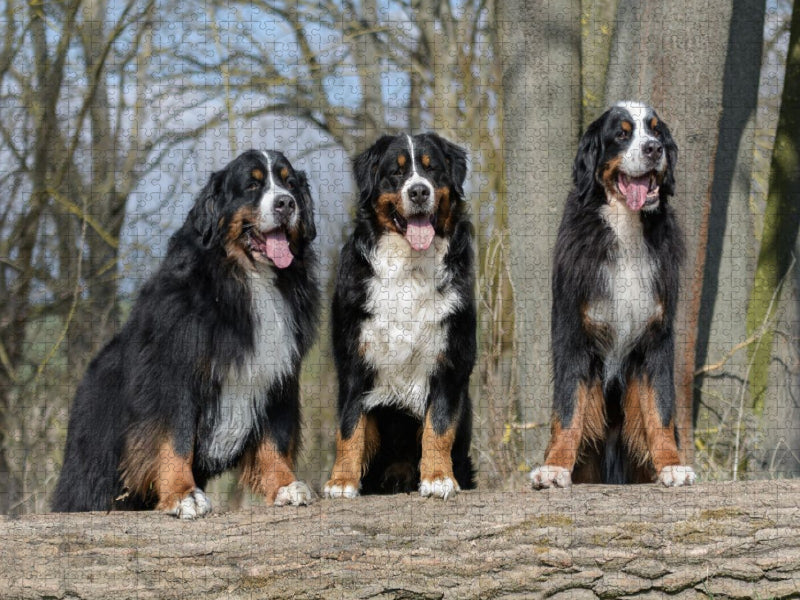 Bernerpower - CALVENDO Foto-Puzzle'