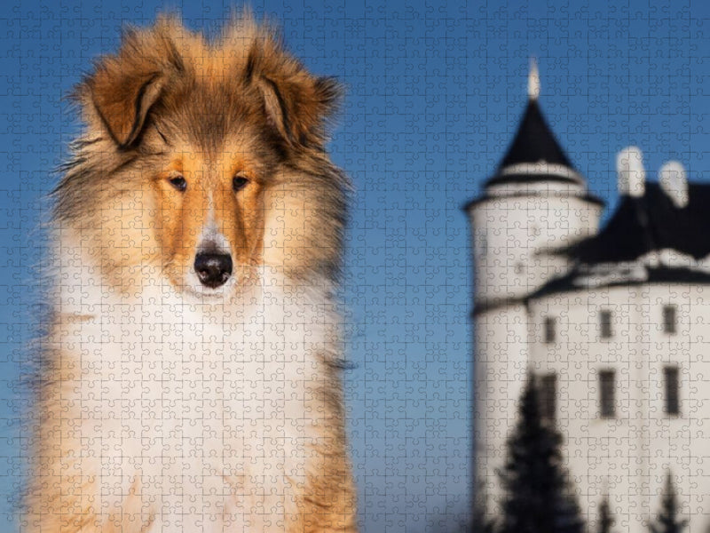 Collie Junghund - CALVENDO Foto-Puzzle'