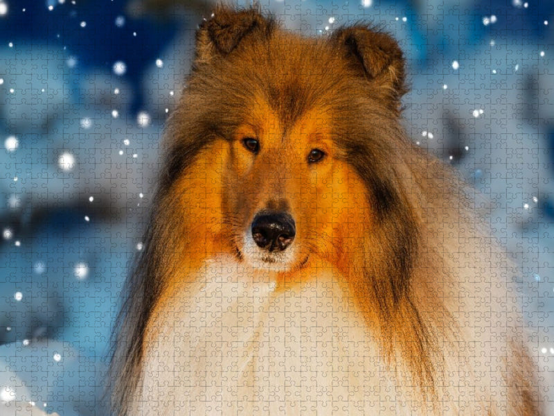 Ein wunderschöner Collie - CALVENDO Foto-Puzzle'