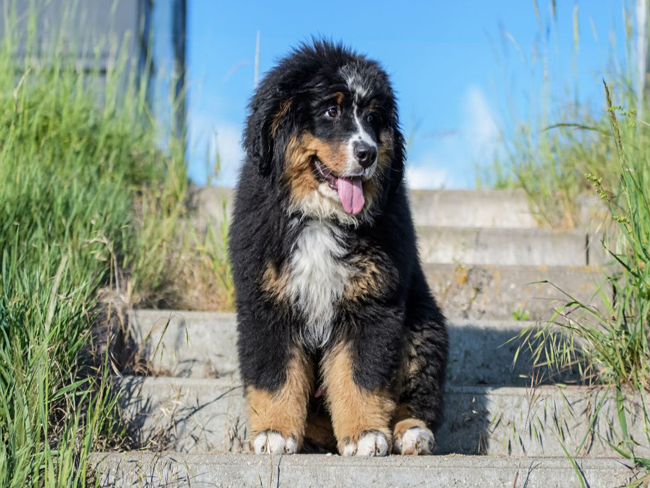 Berner Sennenhund Welpe - CALVENDO Foto-Puzzle'
