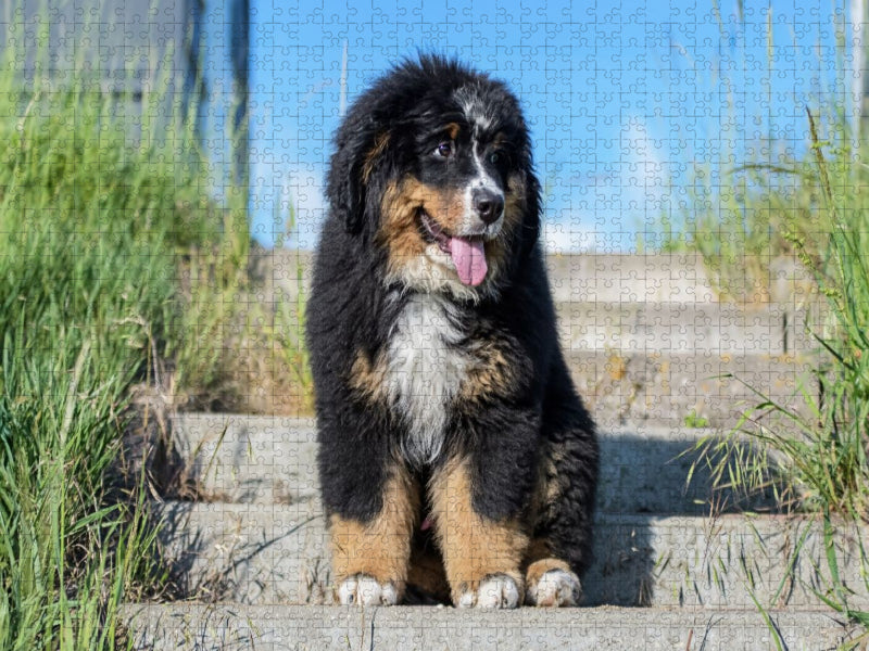 Berner Sennenhund Welpe - CALVENDO Foto-Puzzle'