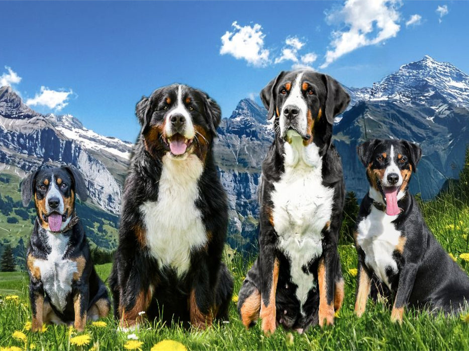 Schweizer Sennenhund - CALVENDO Foto-Puzzle'