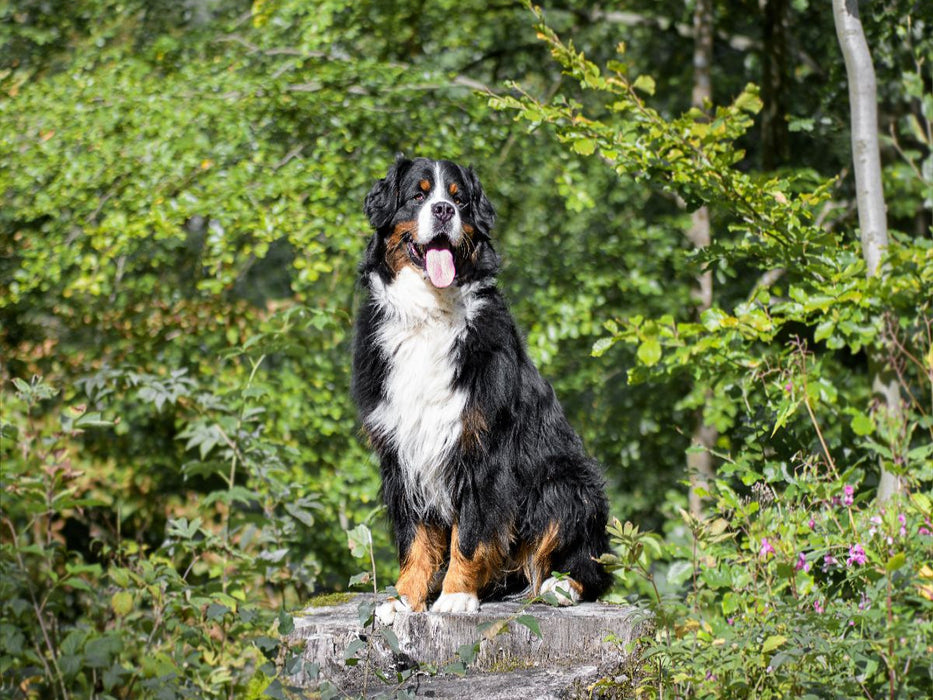 Mein Reich - CALVENDO Foto-Puzzle'