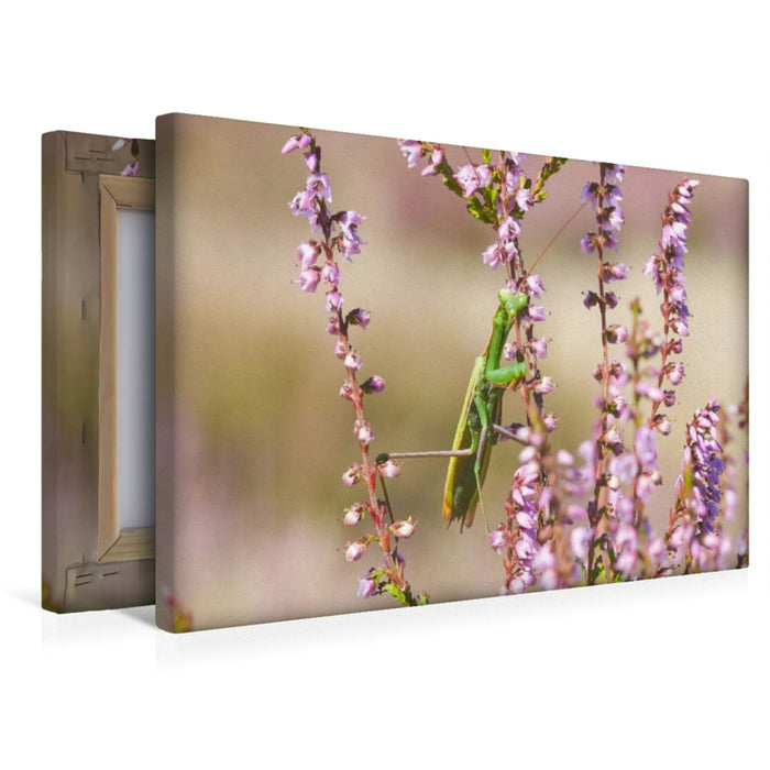 Premium Textil-Leinwand Ein Motiv aus dem Kalender Naturpark Niederlausitzer Heidelandschaft - Heideblüte