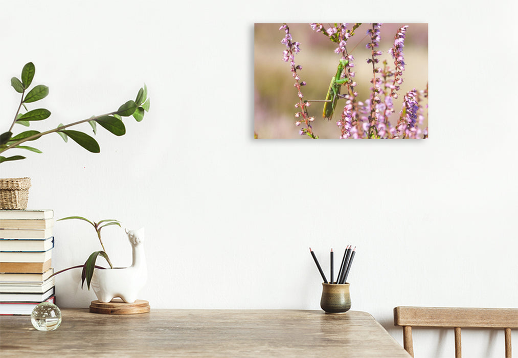 Premium Textil-Leinwand Ein Motiv aus dem Kalender Naturpark Niederlausitzer Heidelandschaft - Heideblüte