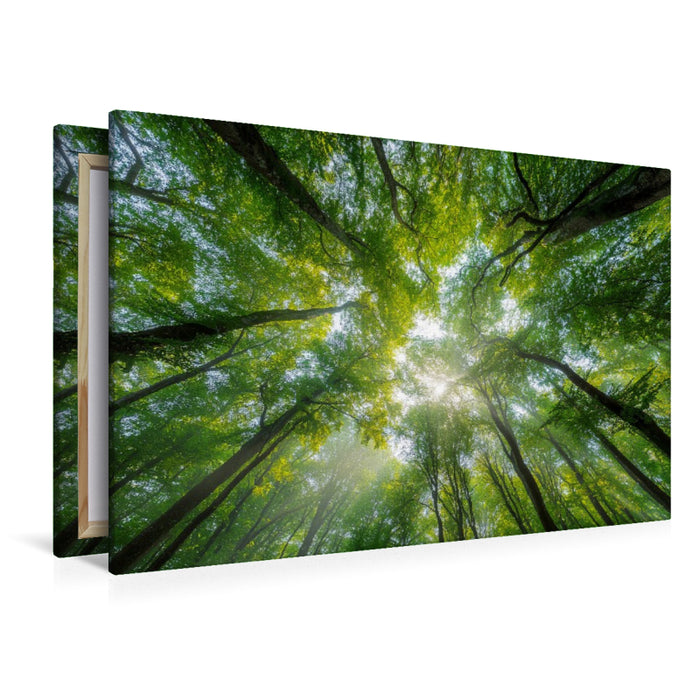 Premium Textil-Leinwand Sonnenstrahlen fallen durch das dichte Blätterdach eines sommerlichen Waldes und schaffen eine Atmosphäre der Ruhe und Entspannung.