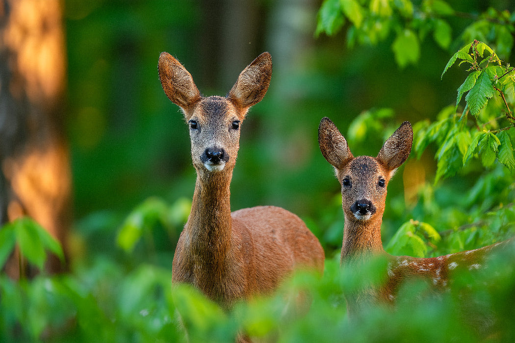 Premium Textil-Leinwand Eine Rehgeiß steht mit ihrem Kitz im grünen Frühlingswald und blickt aufmerksam durch das frische Laub.