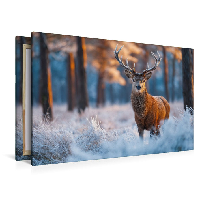 Premium Textil-Leinwand Ein stolzer Hirsch steht im verschneiten Winterwald und wird vom warmen Licht der aufgehenden Sonne erleuchtet.