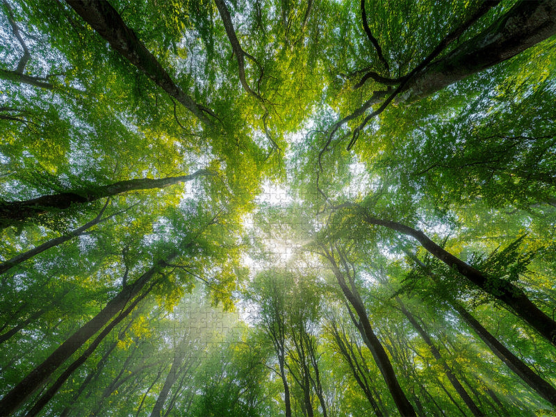 Sonnenstrahlen fallen durch das dichte Blätterdach eines sommerlichen Waldes und schaffen eine Atmosphäre der Ruhe und Entspannung. - CALVENDO Foto-Puzzle'