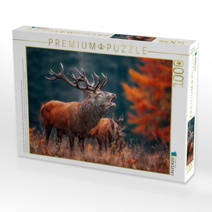 Ein mächtiger Hirsch ruft während der Brunft im herbstlichen Wald und zeigt seine ganze Stärke und Präsenz. - CALVENDO Foto-Puzzle'