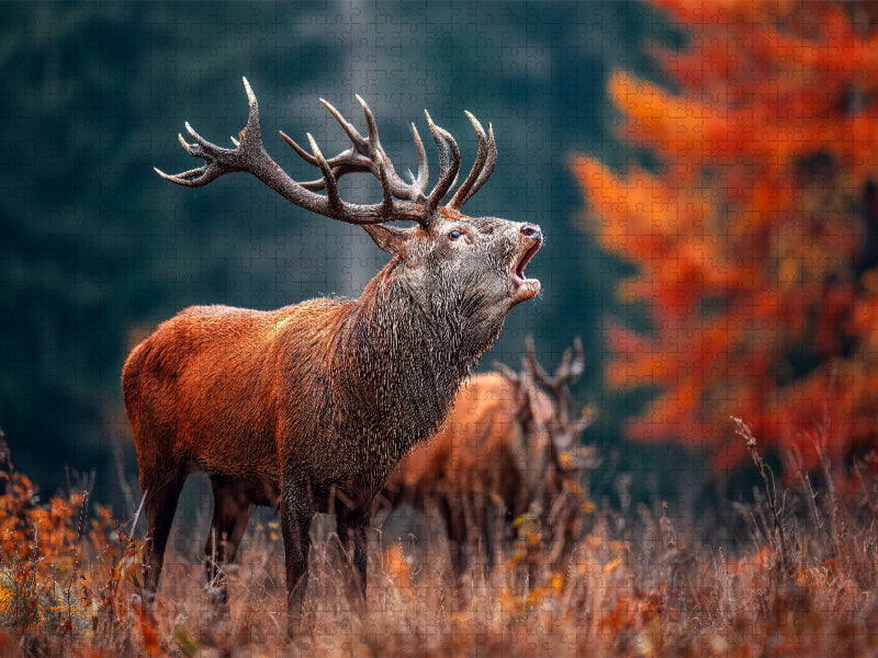 Ein mächtiger Hirsch ruft während der Brunft im herbstlichen Wald und zeigt seine ganze Stärke und Präsenz. - CALVENDO Foto-Puzzle'