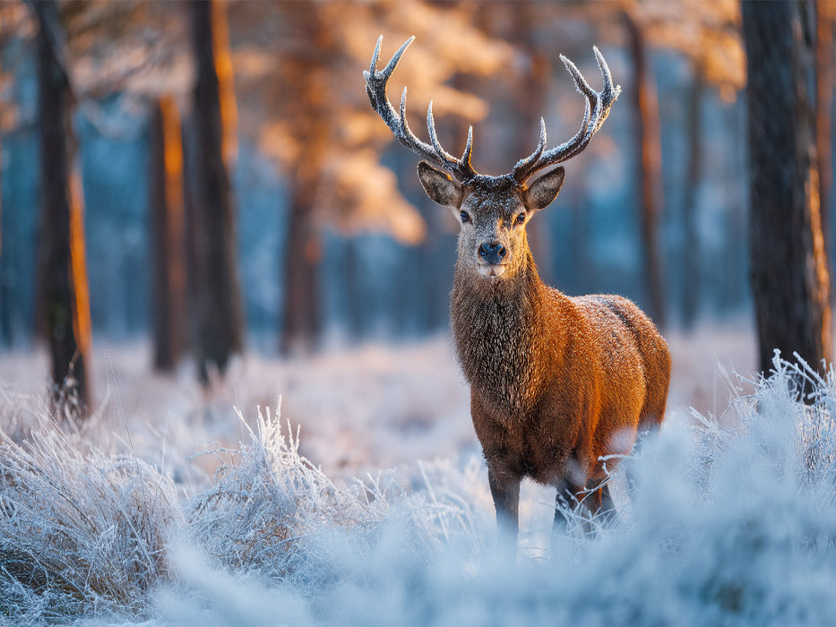 Ein stolzer Hirsch steht im verschneiten Winterwald und wird vom warmen Licht der aufgehenden Sonne erleuchtet. - CALVENDO Foto-Puzzle'