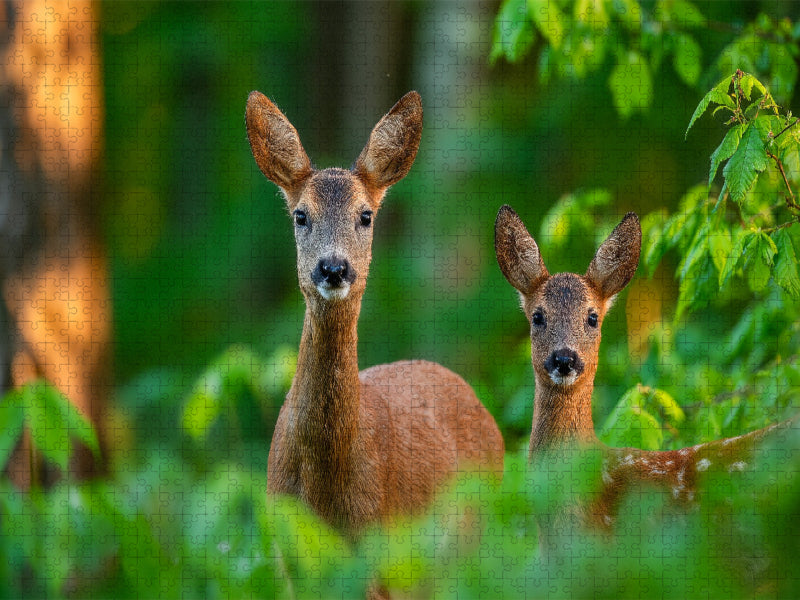 Eine Rehgeiß steht mit ihrem Kitz im grünen Frühlingswald und blickt aufmerksam durch das frische Laub. - CALVENDO Foto-Puzzle'