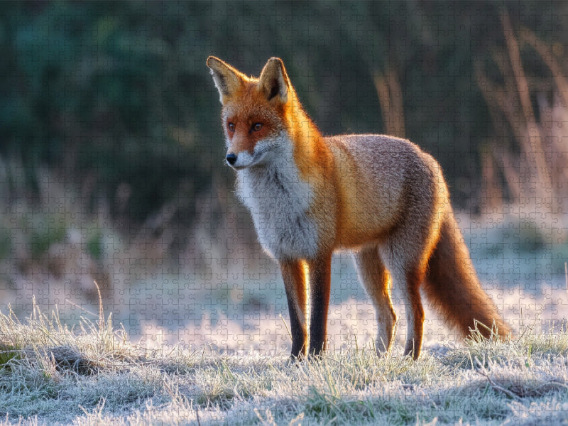 Rotfuchs im Morgenlicht auf frostiger Wiese Tierpuzzle mit Fuchs - CALVENDO Foto-Puzzle'