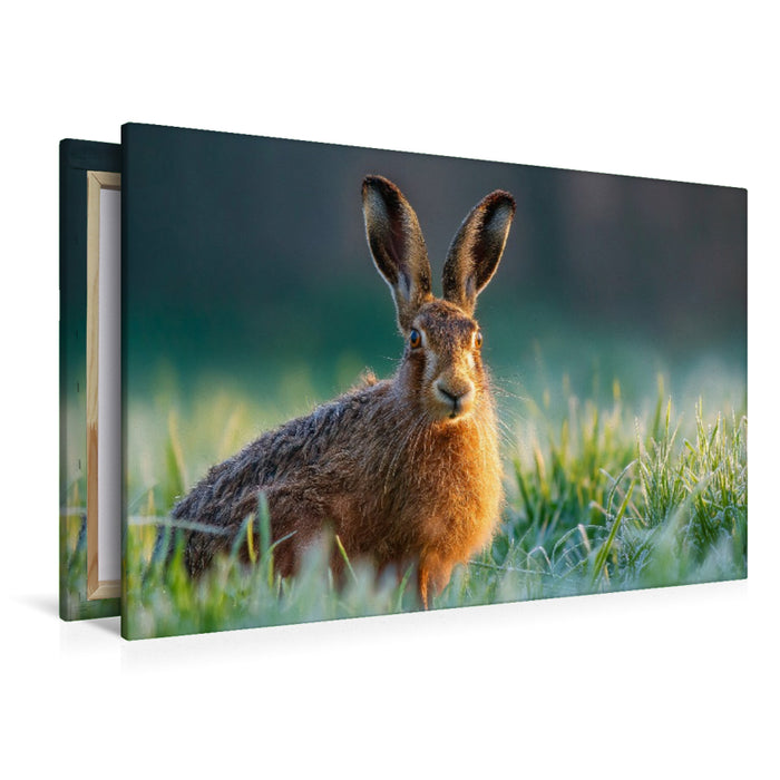 Premium Textil-Leinwand Feldhase im Morgentau auf der Wiese
