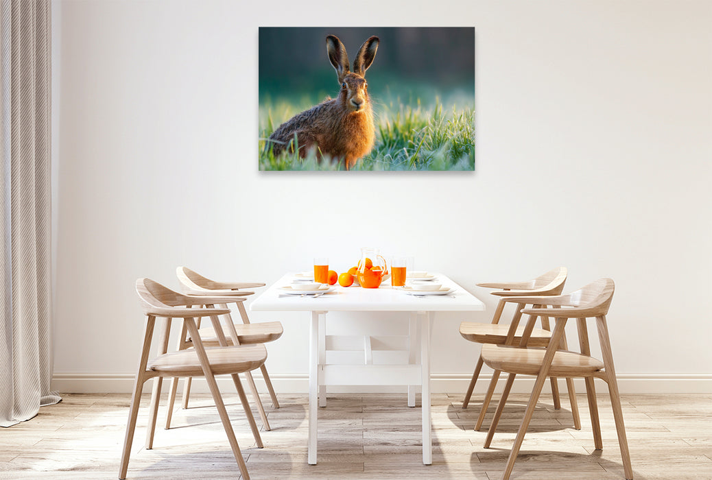 Premium Textil-Leinwand Feldhase im Morgentau auf der Wiese