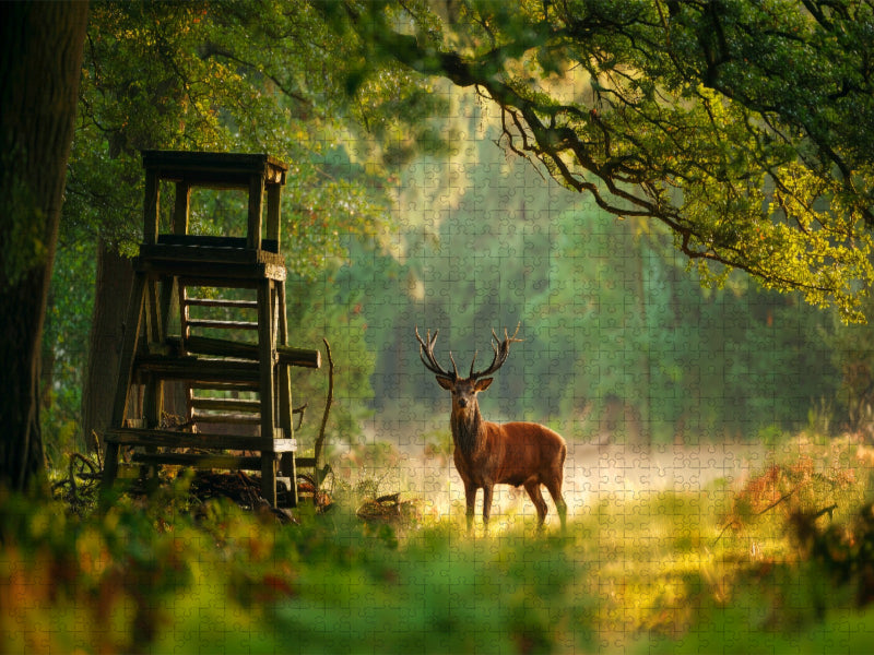 Majestätischer Hirsch im Morgenlicht am Waldrand - CALVENDO Foto-Puzzle'