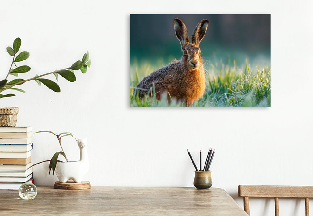Premium Textil-Leinwand Feldhase im Morgentau auf der Wiese