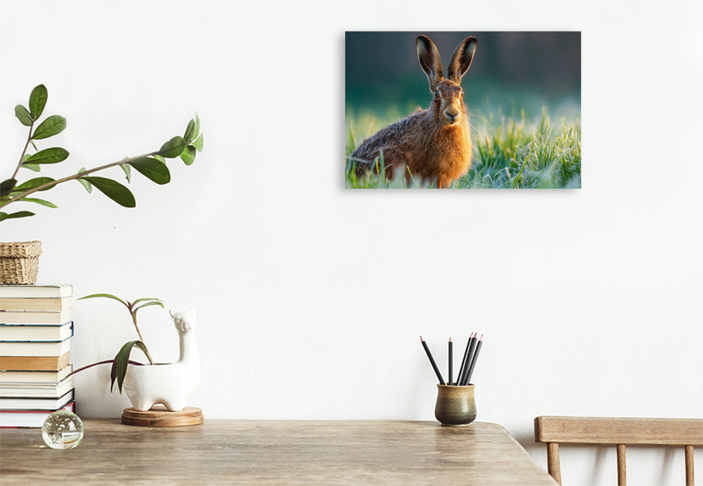 Premium Textil-Leinwand Feldhase im Morgentau auf der Wiese