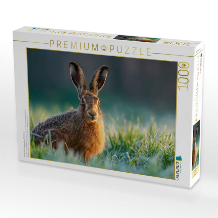 Feldhase im Morgentau auf der Wiese - CALVENDO Foto-Puzzle'