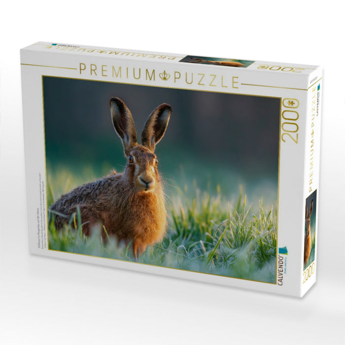 Feldhase im Morgentau auf der Wiese - CALVENDO Foto-Puzzle'