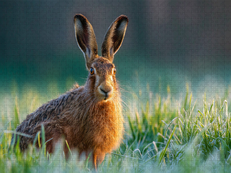 Feldhase im Morgentau auf der Wiese - CALVENDO Foto-Puzzle'