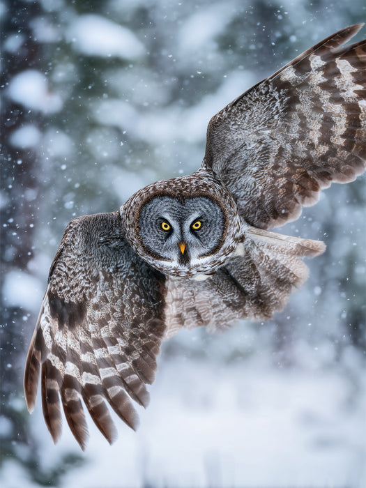 Eule im Flug - CALVENDO Foto-Puzzle'