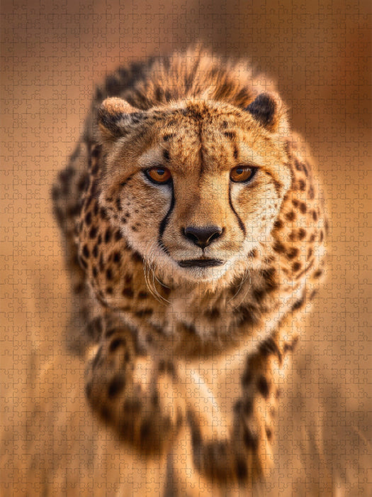 Gepard im Lauf - CALVENDO Foto-Puzzle'