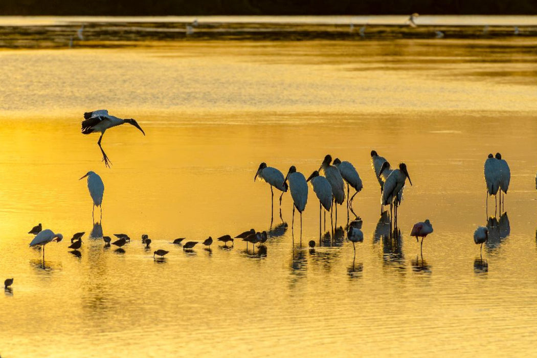 Premium Textil-Leinwand Ein Motiv aus dem Kalender Waldstorch und Anhinga