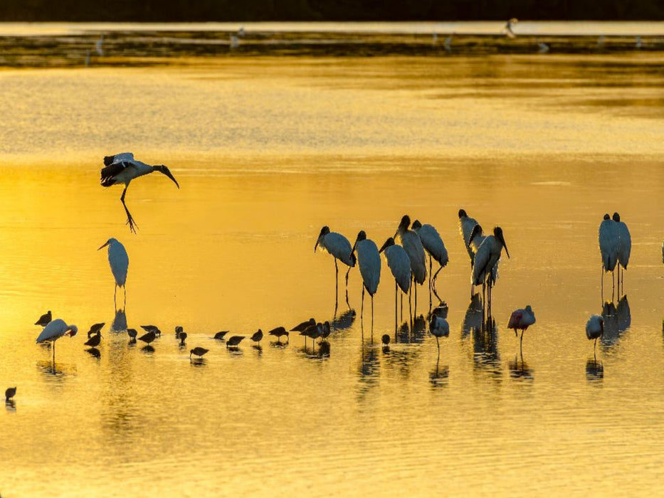 Ein Motiv aus dem Kalender Waldstorch und Anhinga - CALVENDO Foto-Puzzle'