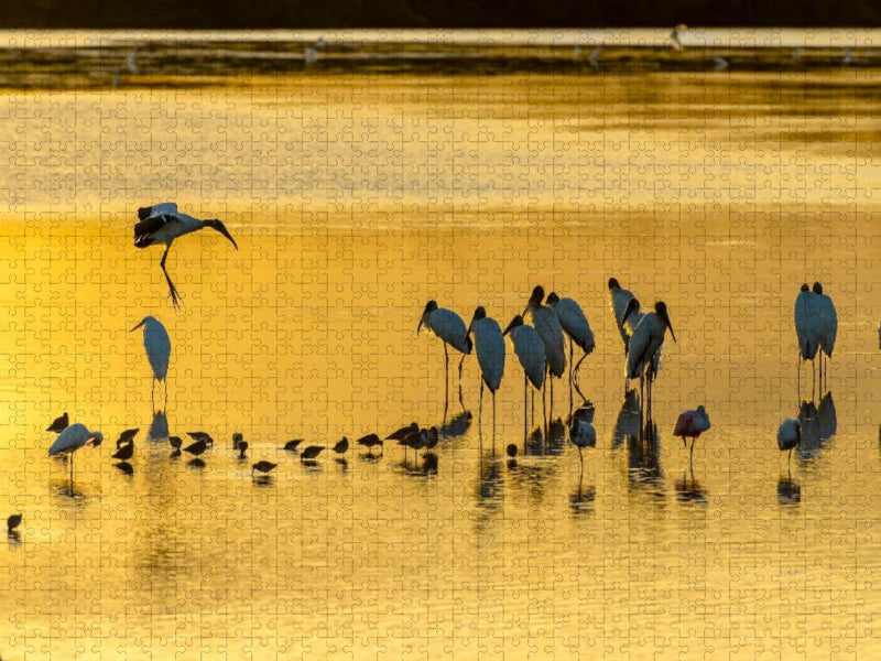 Ein Motiv aus dem Kalender Waldstorch und Anhinga - CALVENDO Foto-Puzzle'