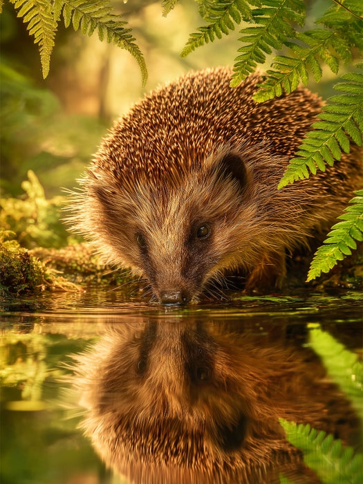 Der Igel stillt seinen Durst am Spiegel der Natur - CALVENDO Foto-Puzzle'