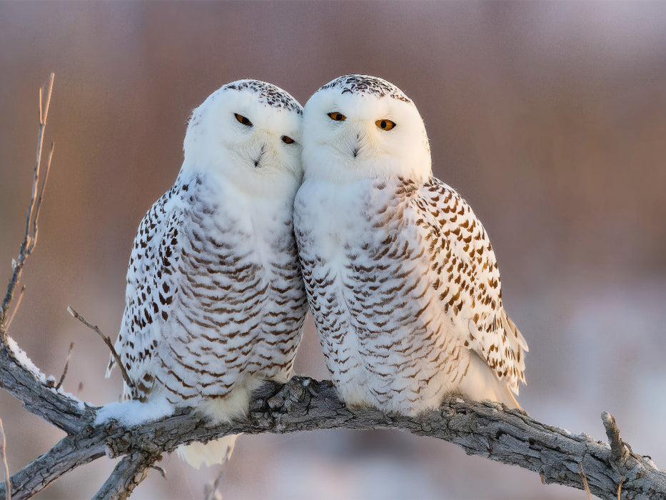 Ein Motiv aus dem Kalender Waldgeflüster - CALVENDO Foto-Puzzle'