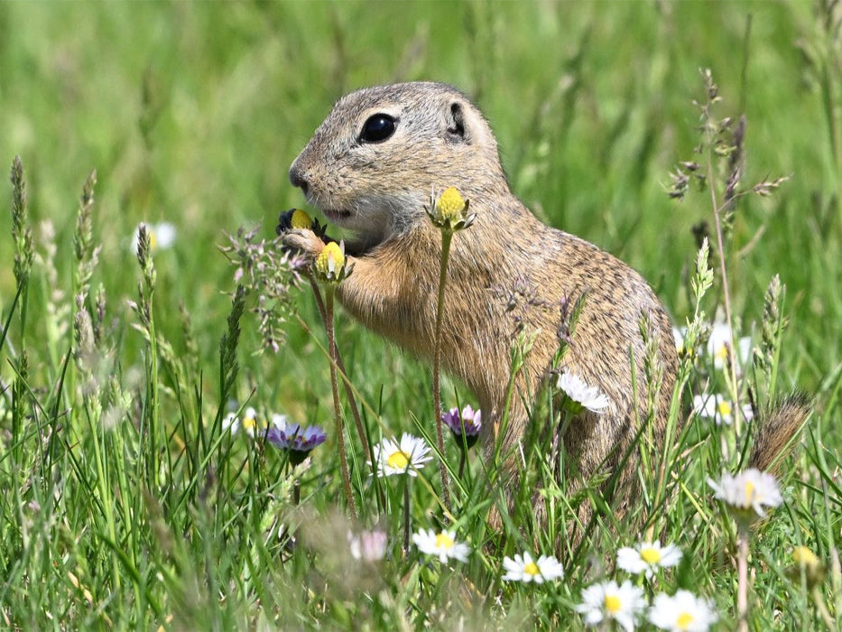 Immer wieder lecker - CALVENDO Foto-Puzzle'