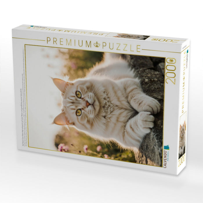 Die Maine Coon Katze liegt entspannt auf einer Mauer und genießt das warme Sonnenlicht. - CALVENDO Foto-Puzzle'