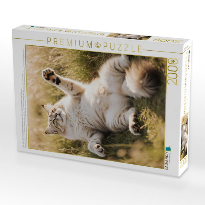 Eine Maine Coon Katze liegt entspannt im hohen Gras und streckt spielerisch ihre Pfote aus. - CALVENDO Foto-Puzzle'