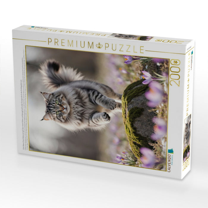 Eine Maine Coon Katze springt über einen Felsen und bewegt sich voller Energie durch die Frühlingsblumen - CALVENDO Foto-Puzzle'