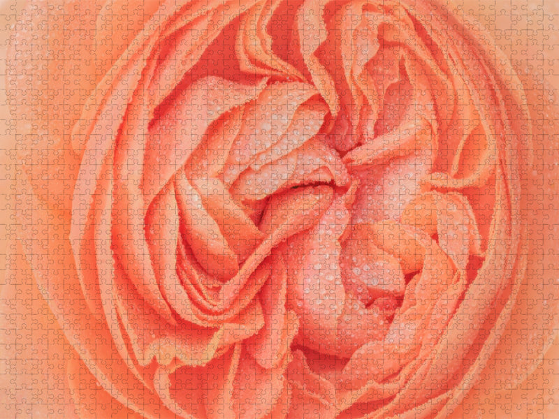 Rosenblüte im Morgentau - CALVENDO Foto-Puzzle'